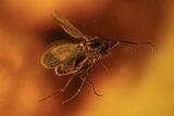 Several Fossil Flies (Diptera) In Baltic Amber #90873-5